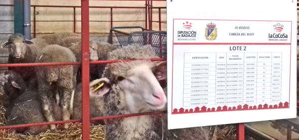 La Diputación de Badajoz participa en la subasta de ganado del III Rodeo de Primavera de Cabeza del Buey