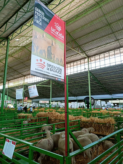 La Diputación de Badajoz ha participado en la subasta de ovinos de raza merina de la Feria Internacional Ganadera de Zafra 2021