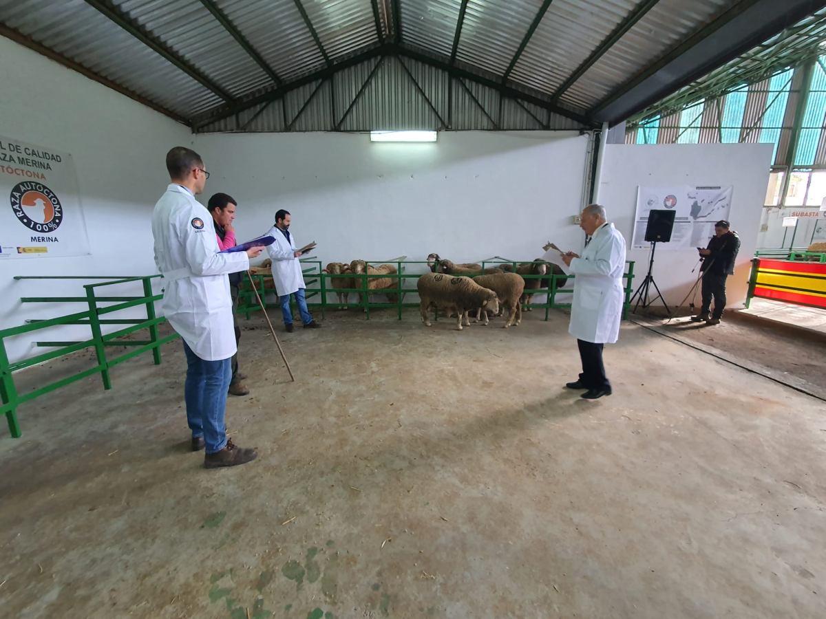 La Diputación de Badajoz ha subastado 43 cabezas de ganado merino en la Feria de Primavera de Zafra