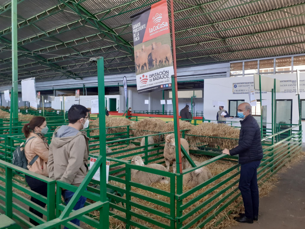 Imagen: La Diputación de Badajoz ha subastado 43 cabezas de ganado merino en la Feria de Primavera de Zafra
