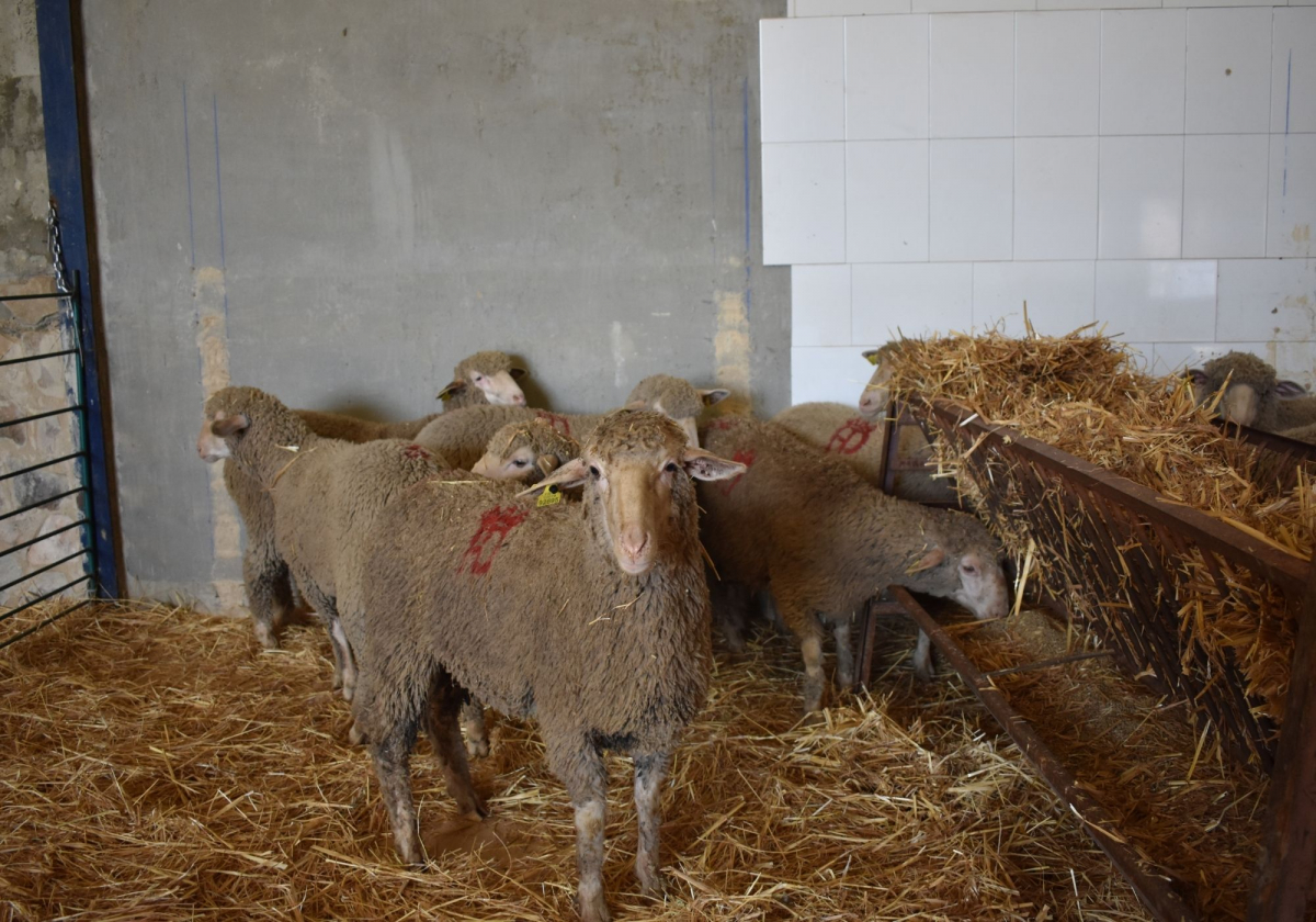 La Diputación de Badajoz adjudica el 100% de sus lotes de ganado merino en las subastas de las ferias ganaderas de La Zarza y Puebla de Alcocer