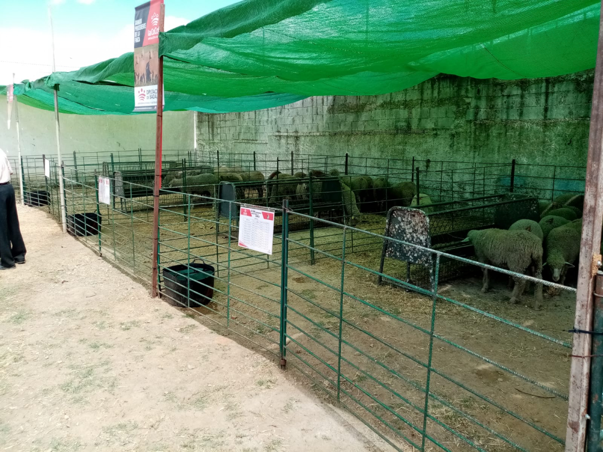 La Diputación de Badajoz ha participado en la subasta de ganado de la XII Feria Agroganadera y Multisectorial de Siruela