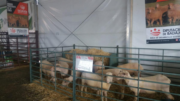 Imagen: La Diputación de Badajoz ha participado en la subasta de ganado de la XIII Feria Agroganadera de ...